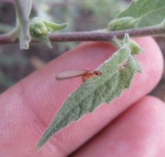 Kalotermitidae