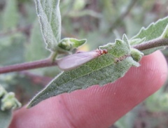 Kalotermitidae