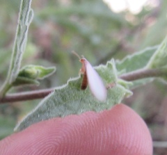 Kalotermitidae