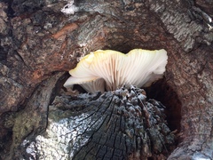 Pleurotus pulmonarius