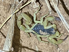 Hadrurus spadix