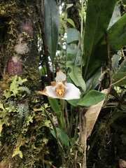 Maxillaria grandiflora