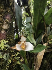 Maxillaria grandiflora