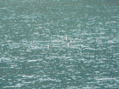 Fratercula corniculata