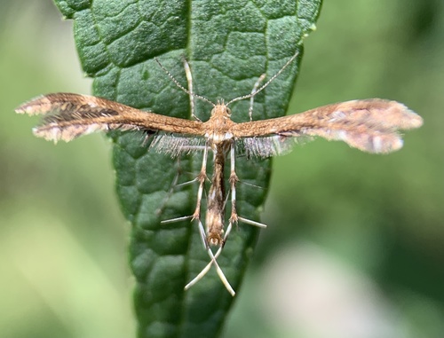 Lobed Plume Moth photo 5