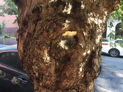 Pleurotus pulmonarius