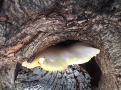 Pleurotus pulmonarius