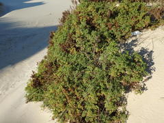 Artemisia campestris maritima