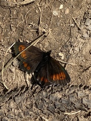 Erebia euryale