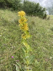Gentiana lutea lutea