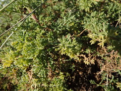 Artemisia campestris maritima