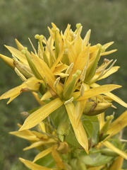 Gentiana lutea lutea