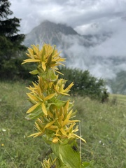 Gentiana lutea lutea