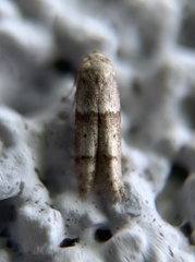 Blastobasis pulchella