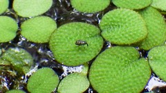 Cyrtobagous salviniae