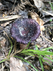 Russula violeipes