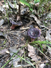 Russula violeipes