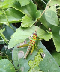 Pirithoicus ophthalmicus