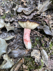 Russula violeipes