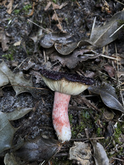 Russula violeipes