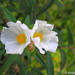 Montpelier Cistus - Photo (c) Valter Jacinto, some rights reserved (CC BY-NC-SA)