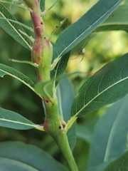 Mompha sturnipennella