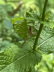 Pisaurina