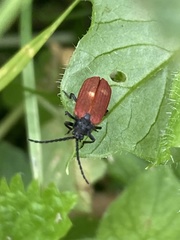 Pyropterus nigroruber