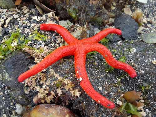 シュイロヒメヒトデ