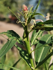 Mompha sturnipennella