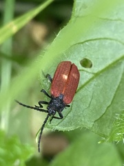 Pyropterus nigroruber