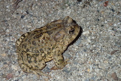 Anaxyrus californicus