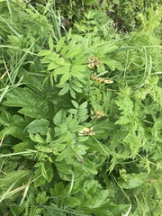Lathyrus laevigatus occidentalis