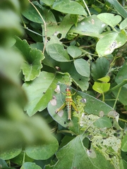 Pirithoicus ophthalmicus