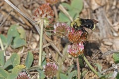 Bombus vandykei