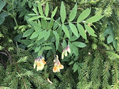 Lathyrus laevigatus occidentalis