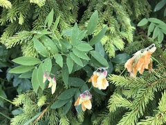 Lathyrus laevigatus occidentalis