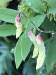 Lathyrus laevigatus occidentalis