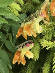 Lathyrus laevigatus occidentalis