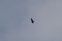 Buteo albonotatus