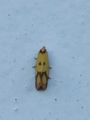 Agapeta zoegana