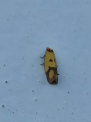 Agapeta zoegana
