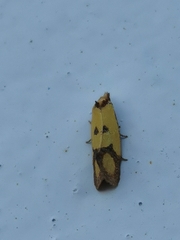 Agapeta zoegana