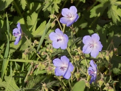 Geranium pratense