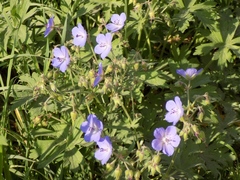 Geranium pratense
