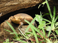 Broadleysaurus major