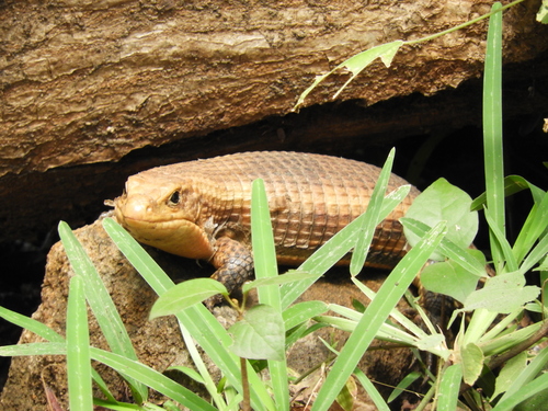 Rough-scaled Plated Lizard, Broadleysaurus major