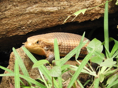 Broadleysaurus major