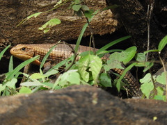 Broadleysaurus major