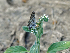 Tarucus theophrastus